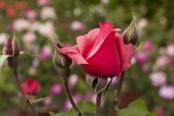 Roses in the garden — Stock Photo, Image