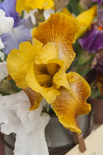 Iris en flor —  Fotos de Stock