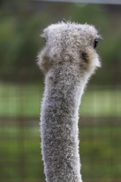 Ostrich in the farm — Stock Photo, Image