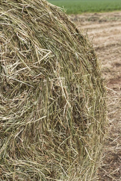 Fardos de feno no campo — Fotografia de Stock