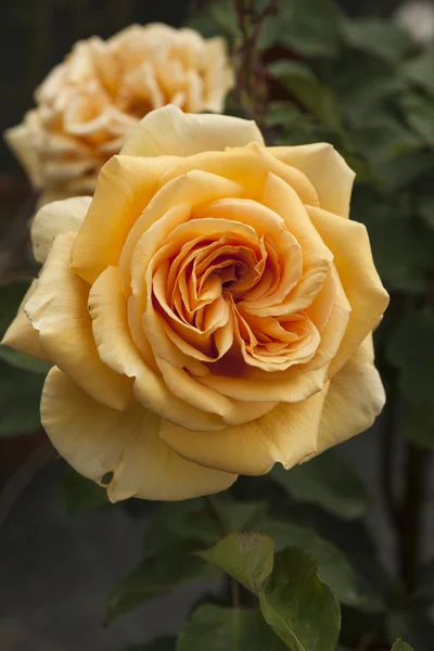 Rosas en el jardín — Foto de Stock