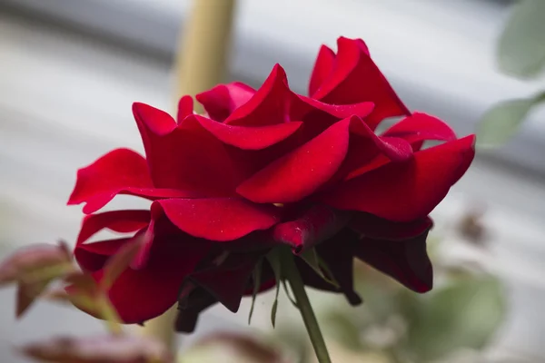 Rosas en el jardín — Foto de Stock