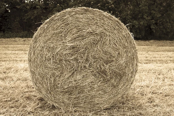 Bales of hay in the field — Stock Photo, Image