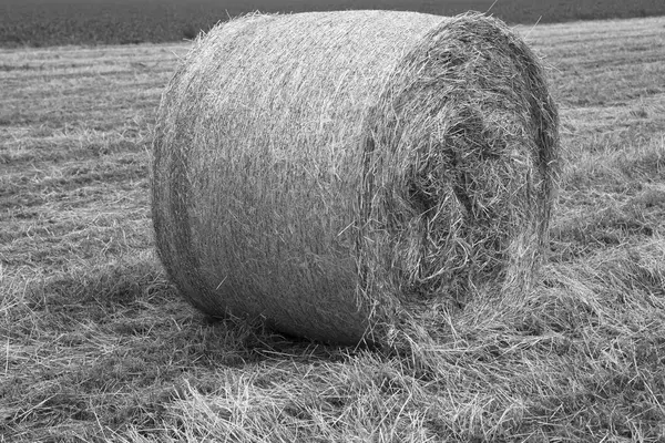 Fardos de feno no campo — Fotografia de Stock