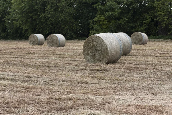 Fardos de heno en el campo — Foto de Stock