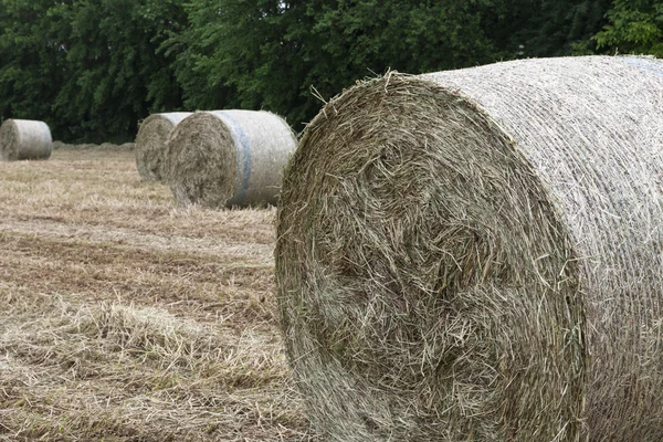 Bales of hay in the field — Stock Photo, Image