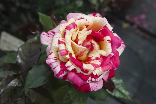 Roses dans le jardin — Photo