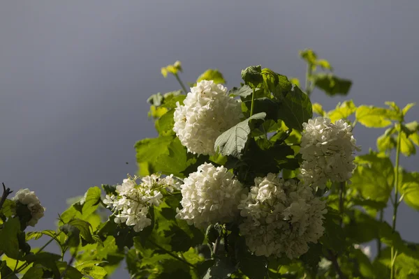 Flor na primavera — Fotografia de Stock