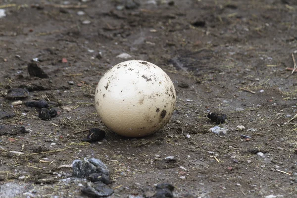 Ostrich egg — Stock Photo, Image