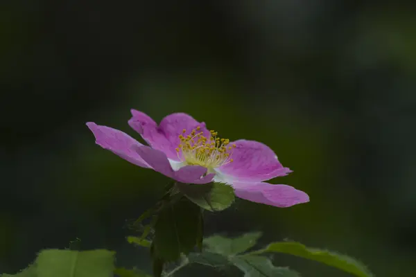 Flor na floresta — Fotografia de Stock