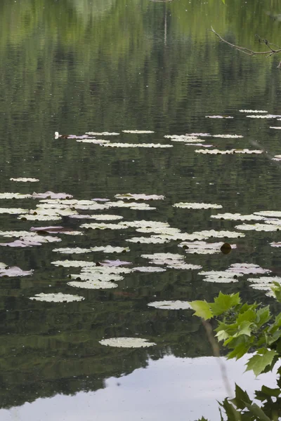 Landscape lake — Stock Photo, Image