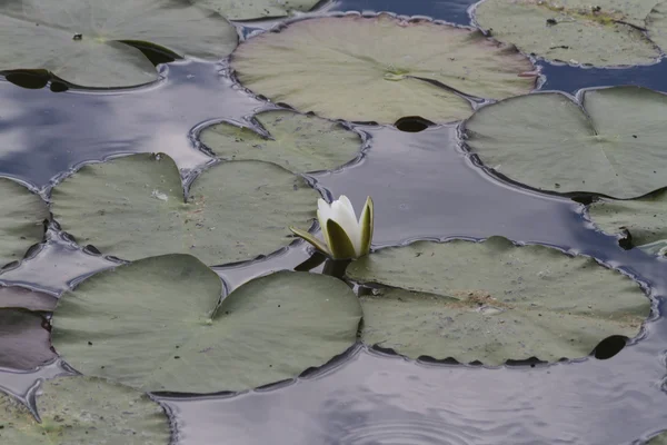 Водяна лілія в озері — стокове фото
