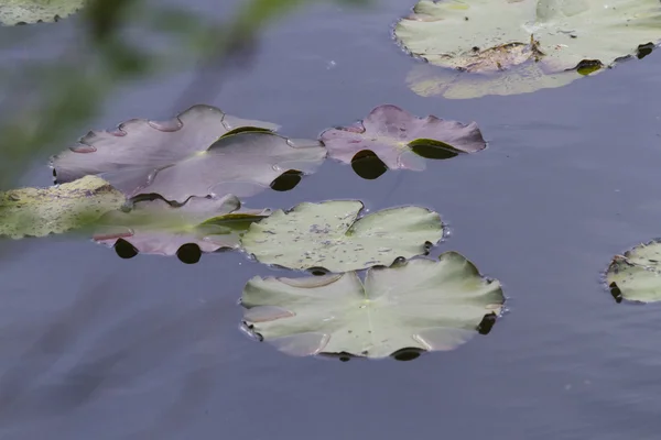 Seerose im See — Stockfoto