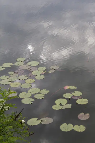 프리 호수 — 스톡 사진