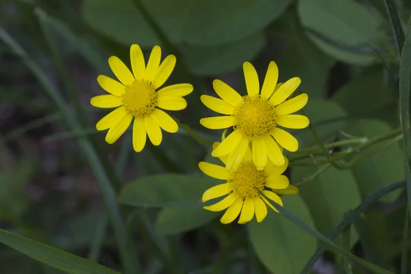 Flower in the forest — Stock Photo, Image