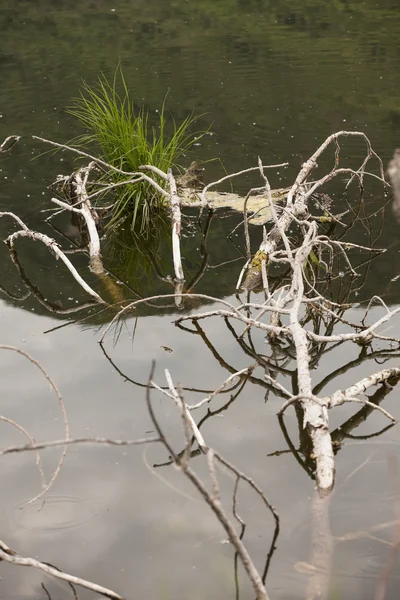 Landscape lake — Stock Photo, Image