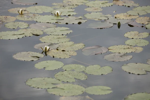 Waterlily no lago — Fotografia de Stock
