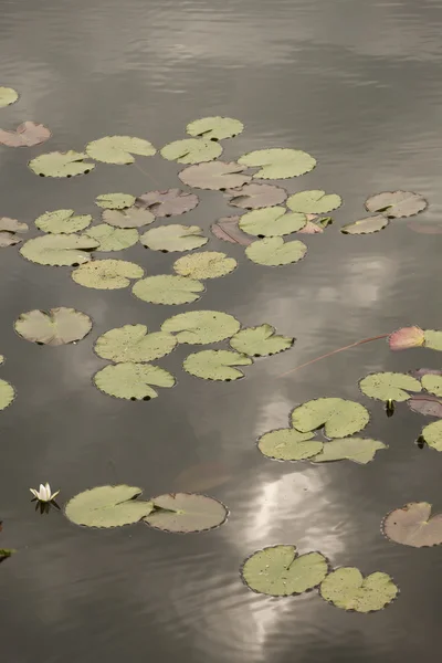 Waterlily no lago — Fotografia de Stock