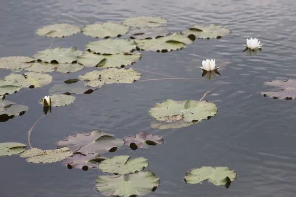 湖の睡蓮 — ストック写真