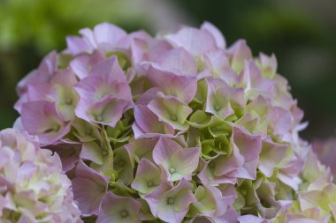 Hydrangeain Bahçe