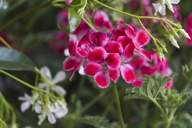 Bahçedeki çiçekler