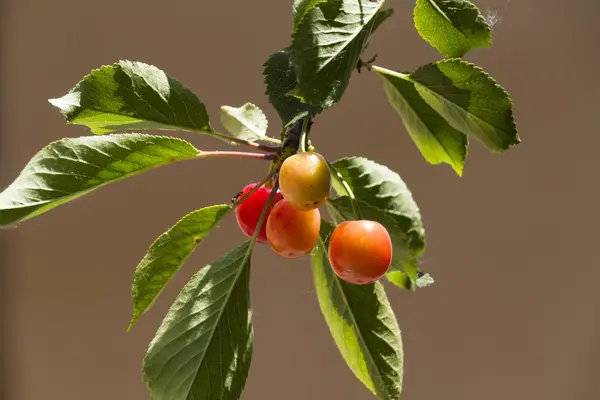 Cerejas — Fotografia de Stock