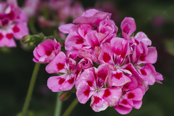 Fleur dans le jardin — Photo