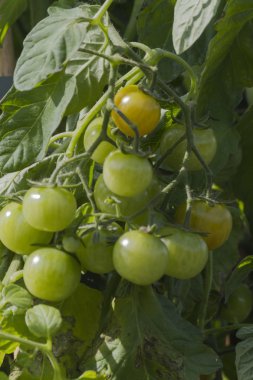 Domatesler bahçede