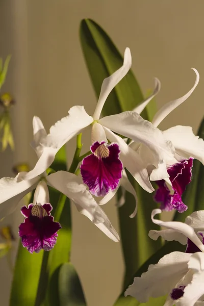 Orkidé i trädgården — Stockfoto