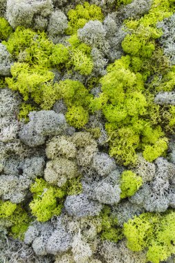 THW bahçede çiçek