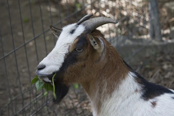 Goat in the mountains — Stock Photo, Image