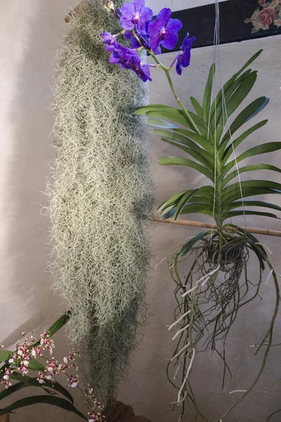 Суккулентное растение — стоковое фото