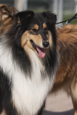 İskoç çoban köpeği