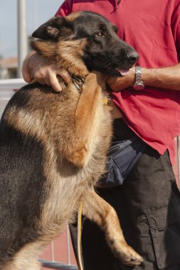 Alman çoban köpeği