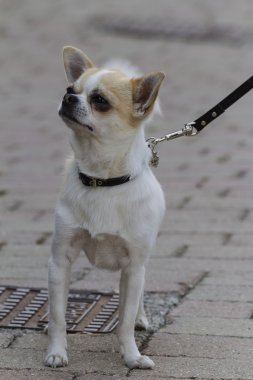 Chihuahua