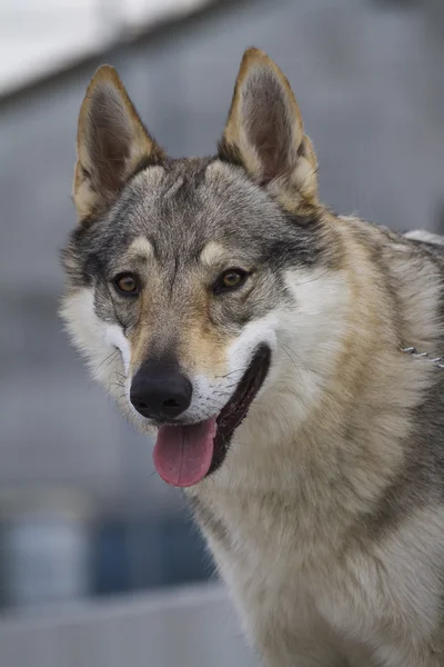 Tschechoslowakischer Wolfshund — Stockfoto