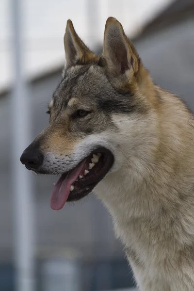 Tschechoslowakischer Wolfshund — Stockfoto