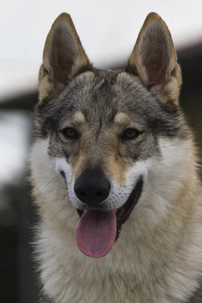 Cão-lobo da Checoslováquia — Fotografia de Stock