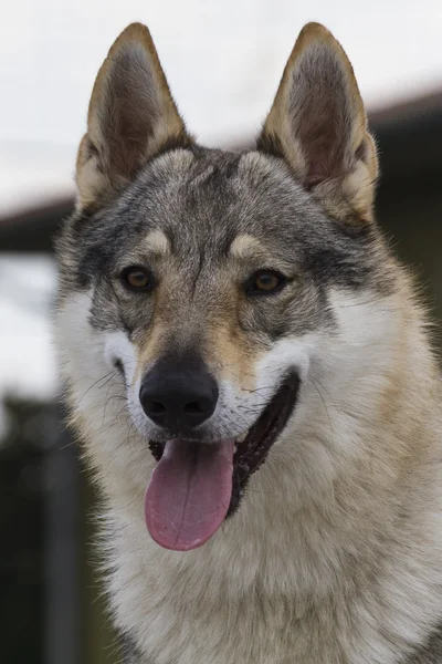 Tsjecho-Slowaakse wolfhond — Stockfoto