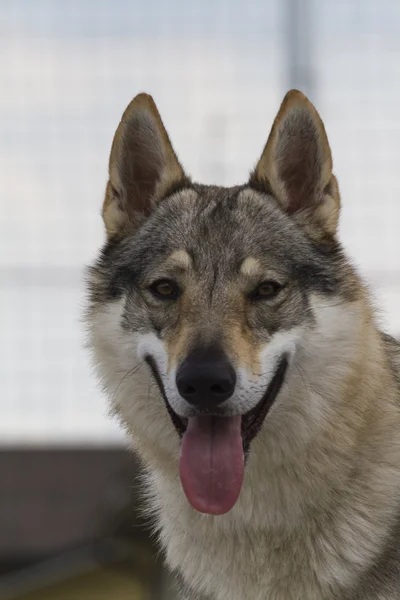 Tschechoslowakischer Wolfshund — Stockfoto