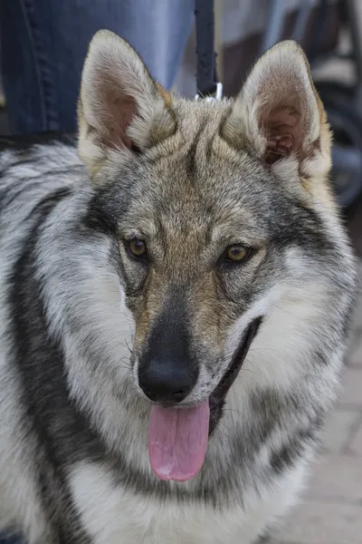 Wolfdog tchécoslovaque — Photo