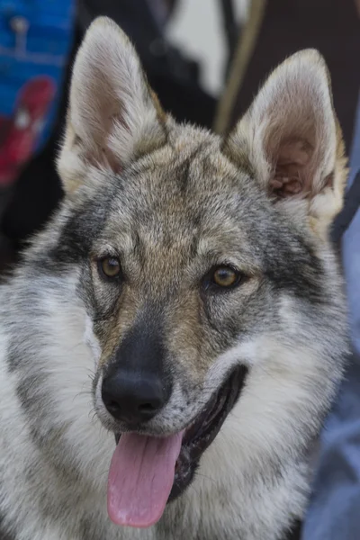 Tsjecho-Slowaakse wolfhond — Stockfoto