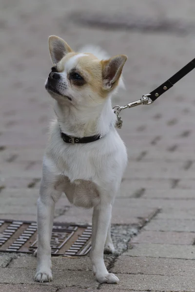 Chihuahua — Fotografia de Stock