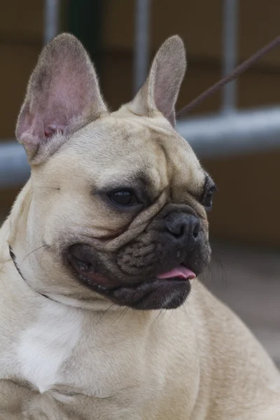 Cute pug dog — Stock Photo, Image