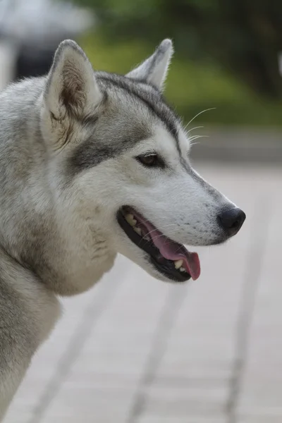 Cão-lobo da Checoslováquia — Fotografia de Stock