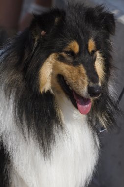 İskoç çoban köpeği