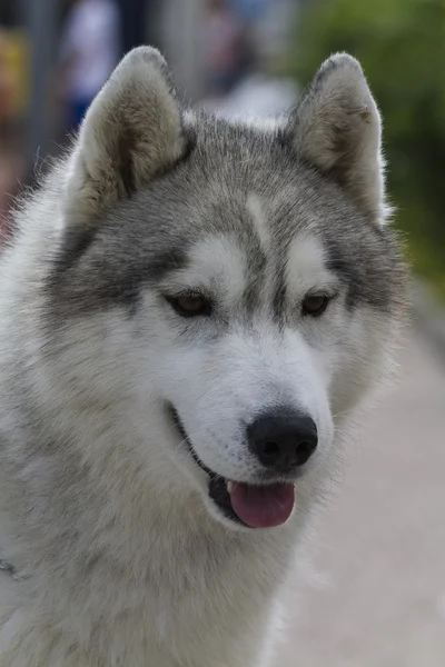 Чехословацькому собака Сарлоса — стокове фото