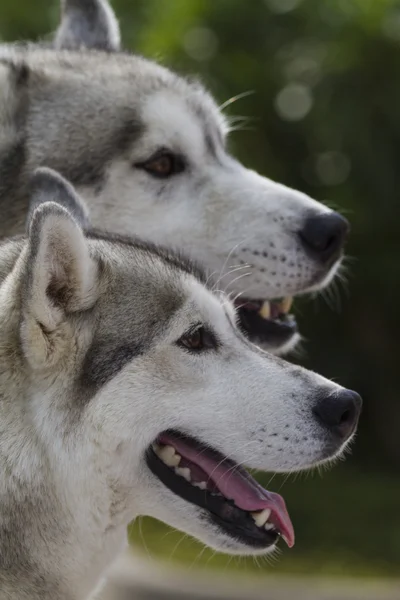 Wolfdog checoslovaco — Foto de Stock