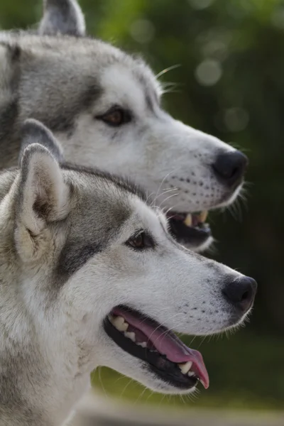 Tsjecho-Slowaakse wolfhond — Stockfoto