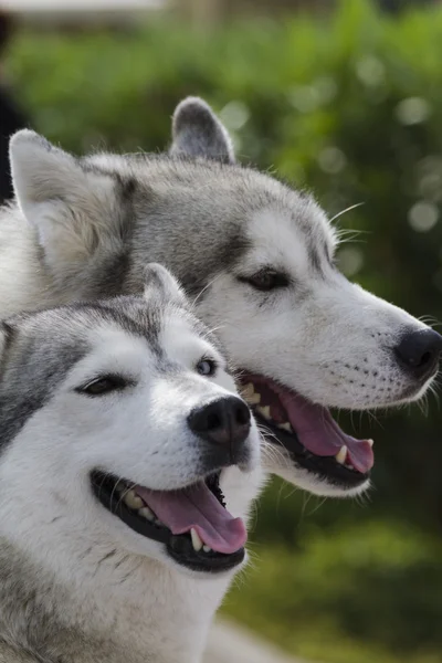 Czechoslovakian wolfdog — Stock Photo, Image